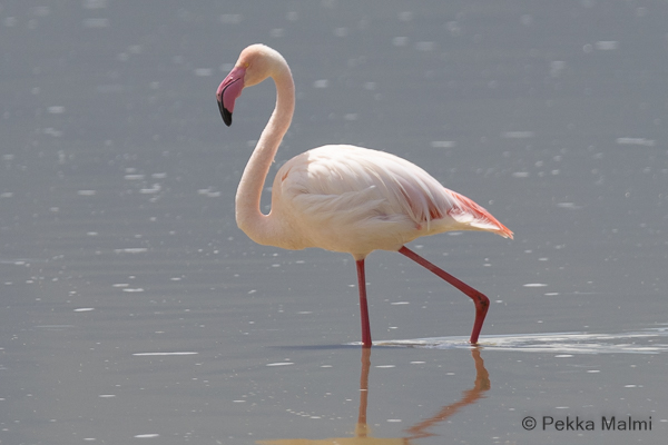 Flamingo (Phoenicopterus roseus) 